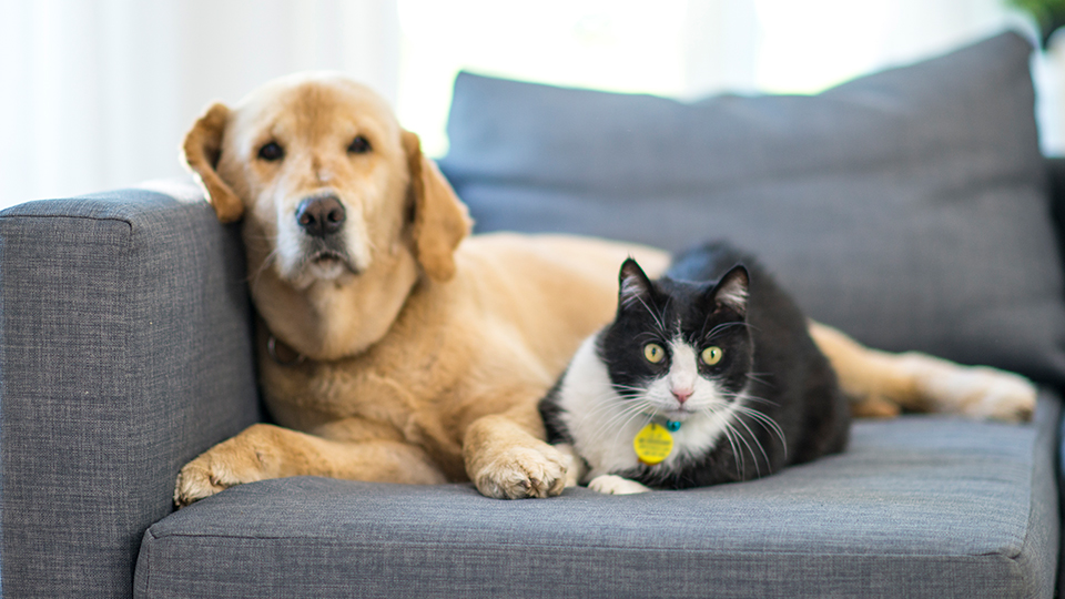 Pet insurance now available from MetLife